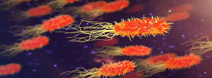 illustration of bacterial cells