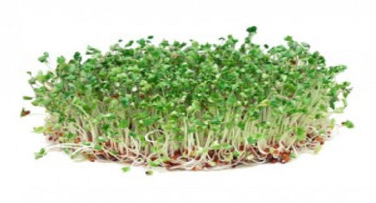 Broccoli Sprouts - What are the Benefits?
