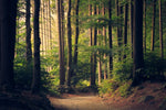 Rejuvenation in the Green: The Science of Forest Bathing for Health