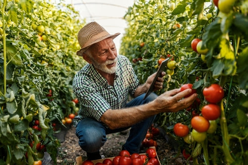 old man harvesting tomatoes