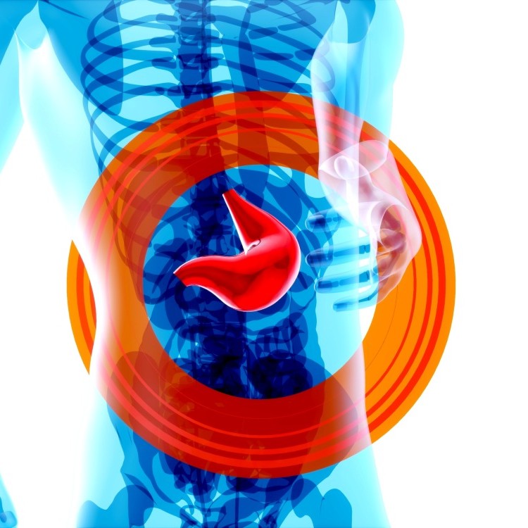 torso with liver in red