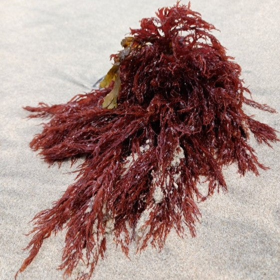 Red Marine Algae Gigartina