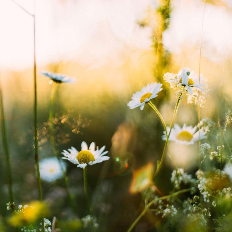 daisies in the sunlight