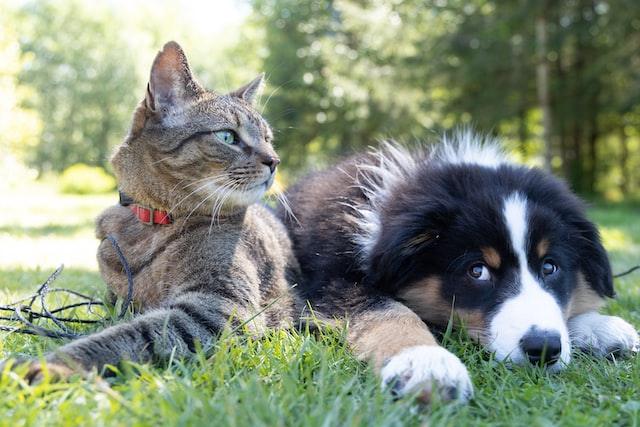 Cat and dog