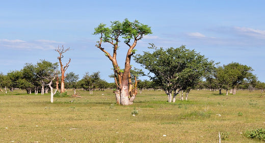 Moringa: A Highly Nutritious Supplement With Several Medicinal Uses