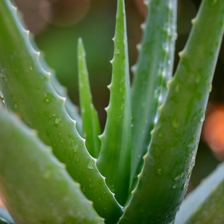 aloe vera plant