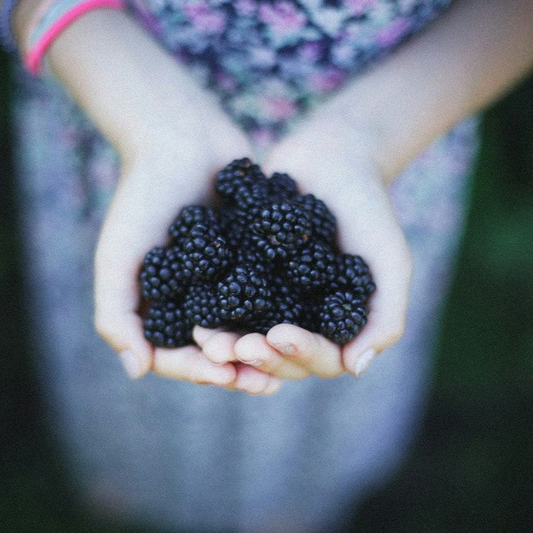 person holding blackberries