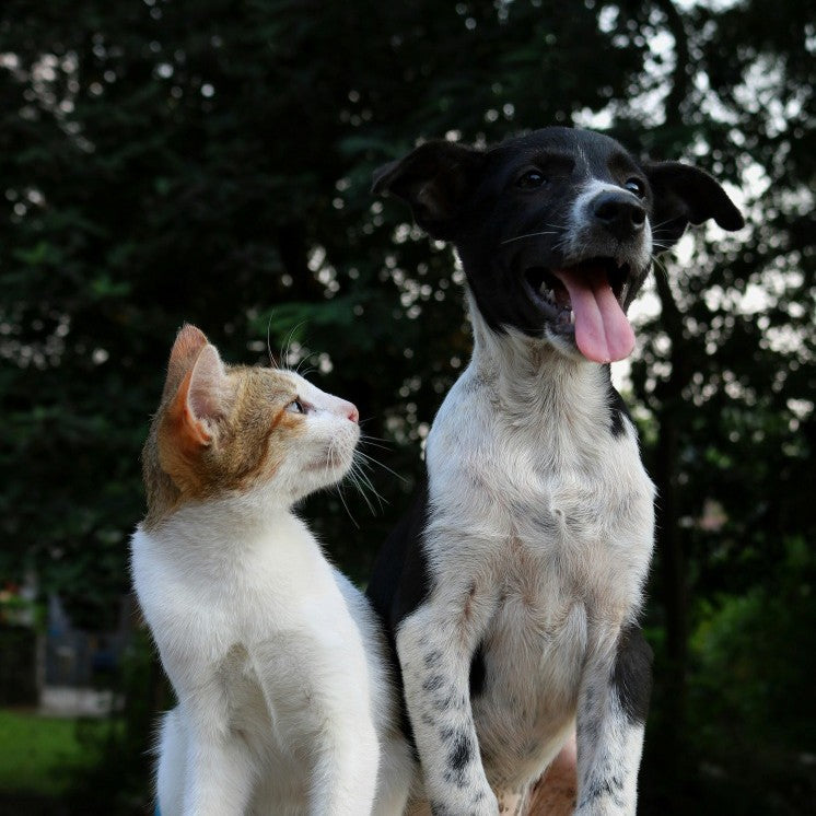 How to Help Your Pet Age Gracefully the Natural Way