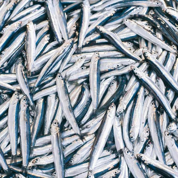 a pile of small fish