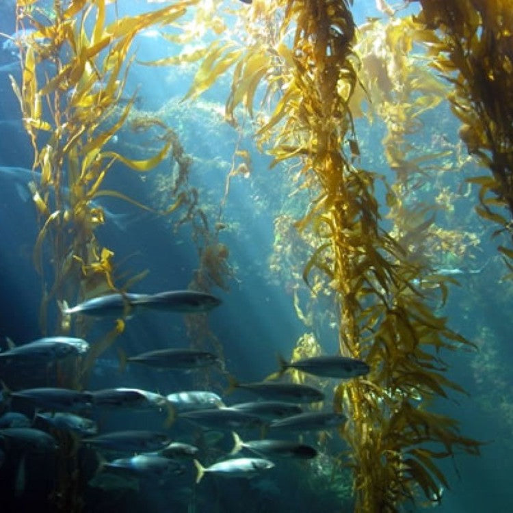 Is Algae Oil As Good As Fish Oil? A Look at Vegan Omega-3