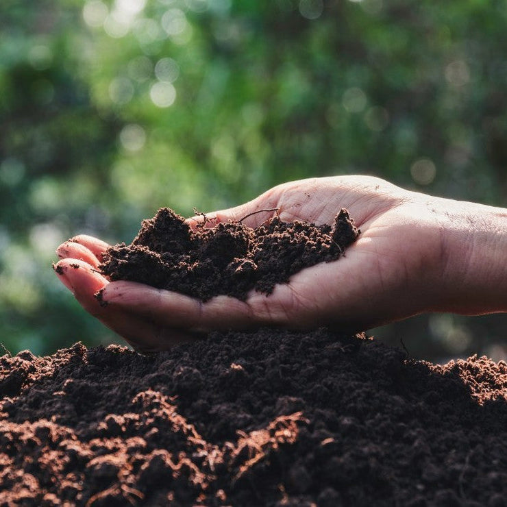 hand holding soil