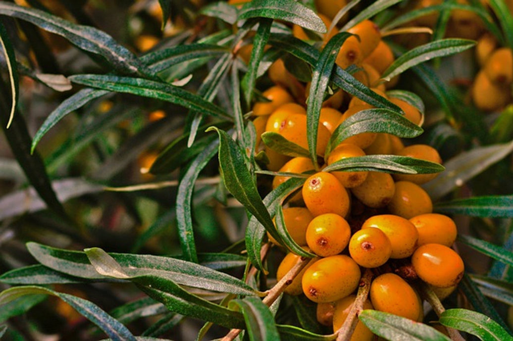 Sea Buckthorn plant