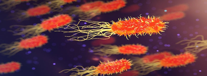 illustration of bacterial cells