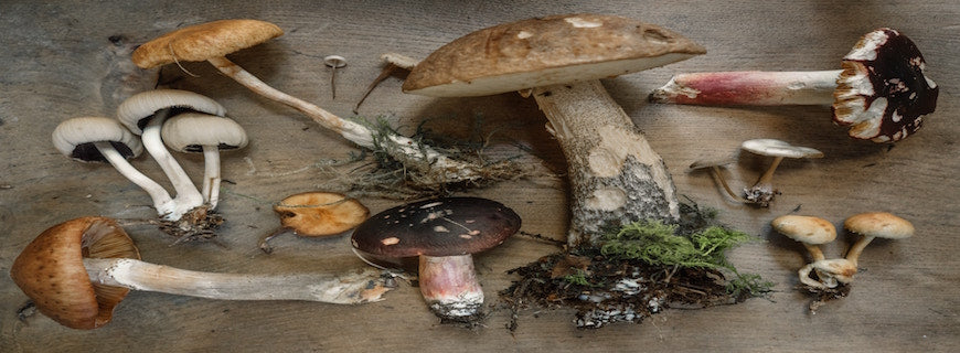 array of wild mushrooms spread across a table