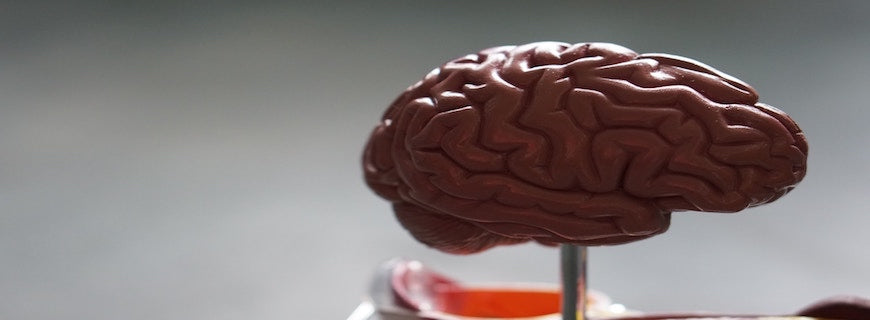 a plastic model of the human brain