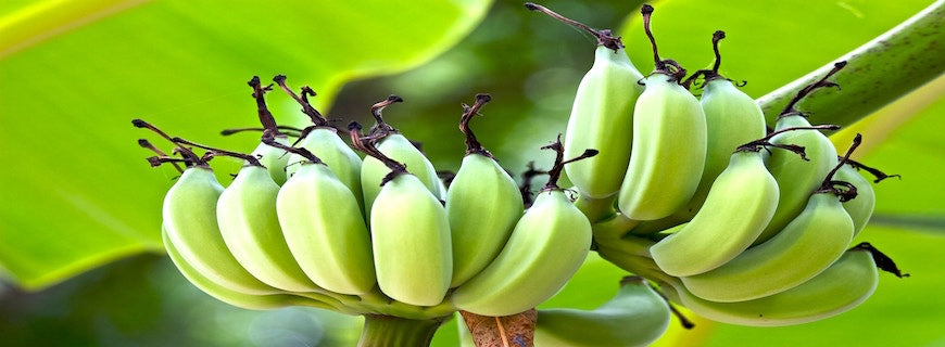 a bunch of bananas on the tree