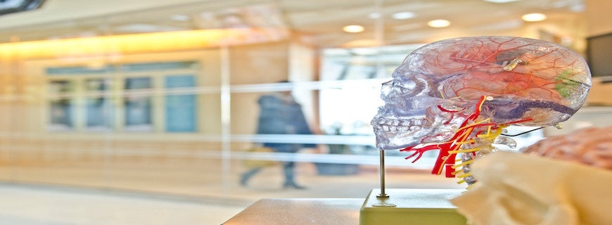 Image of a skeleton head model, with brain within