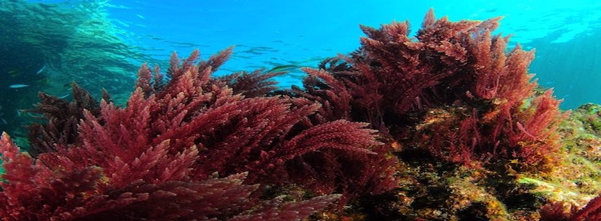 image of red marine algae underwater