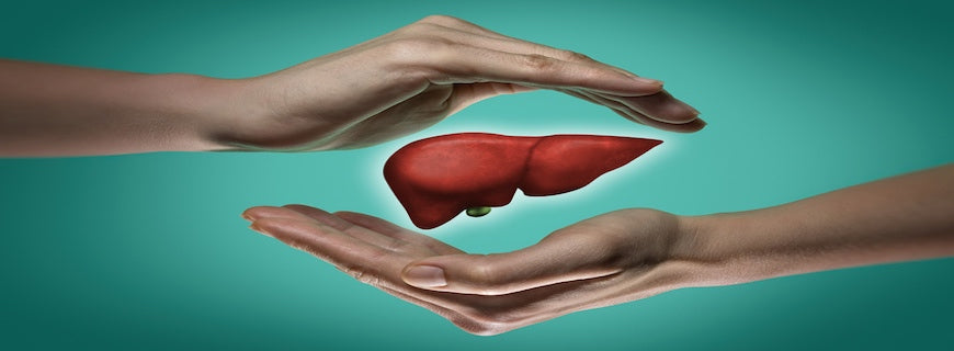 A human liver between two palms of a woman on blue and green background. The concept of a healthy liver.
