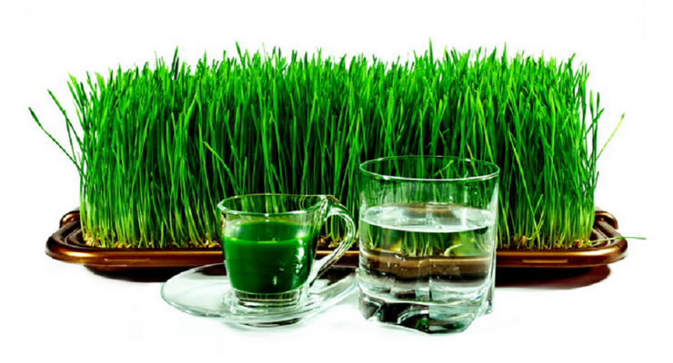 Should Liquid Chlorophyll Be Added To Your New Years Supplement Regime?