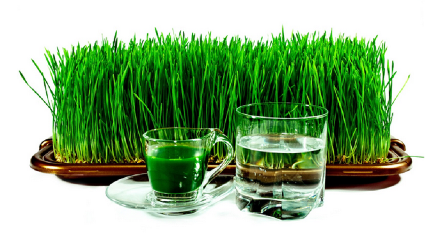 Should Liquid Chlorophyll Be Added To Your New Years Supplement Regime?