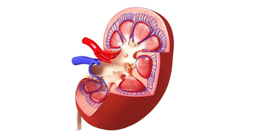 Acidity a Major Culprit in Kidney Disease