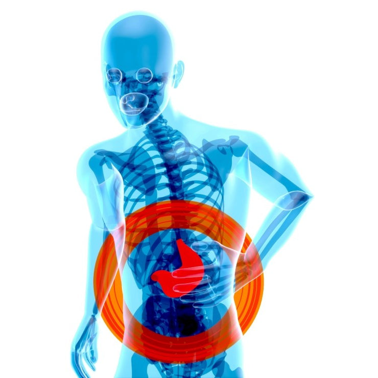 skeleton with liver in red