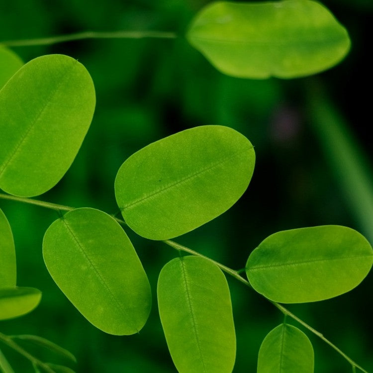 moringa leaves