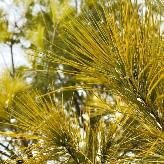 White Pine needles