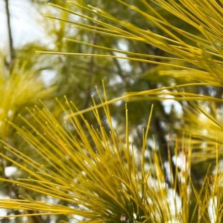 White Pine needles