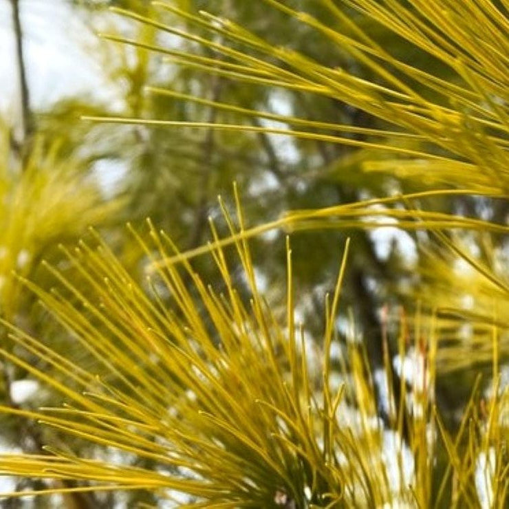 White Pine needles