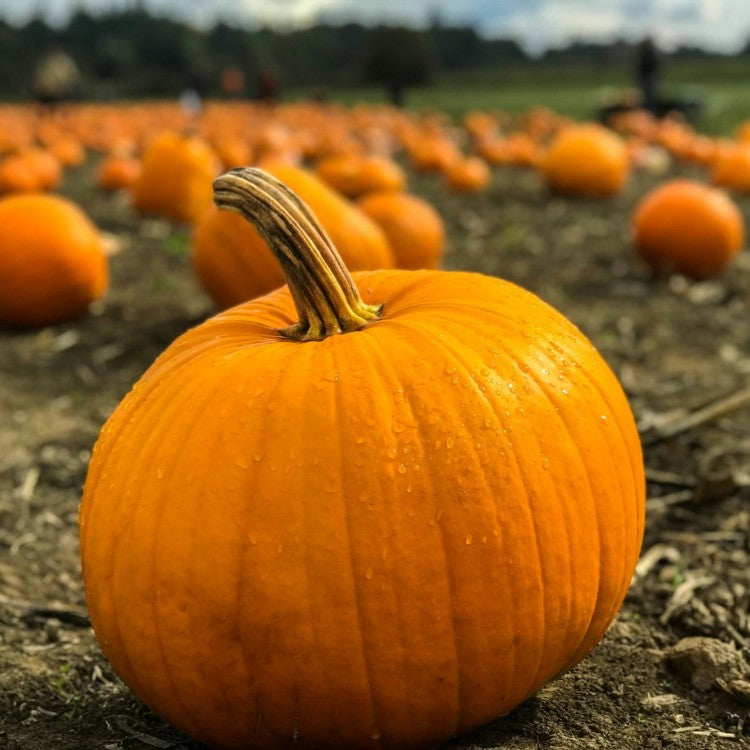 pumpkins in field