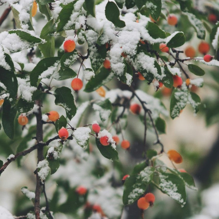 snow on tree with red berries