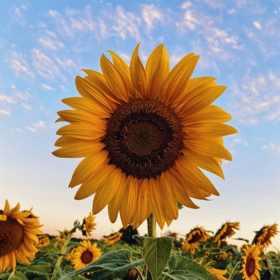 sunflower
